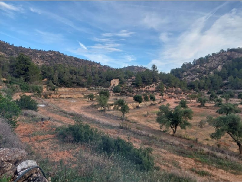 compensacion-bosque-serban